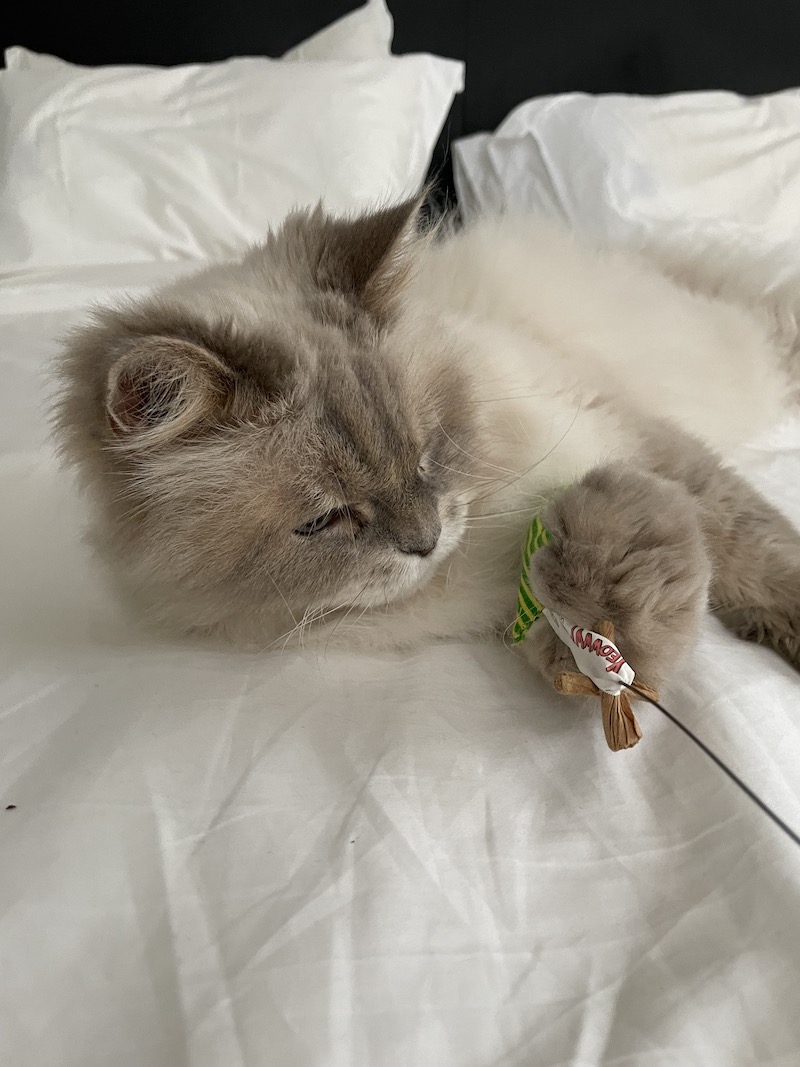 Jumi the cat playing with a toy