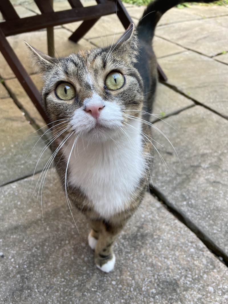 Maisey the cat looking at the camera