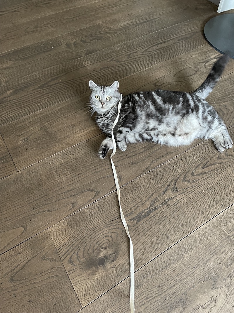 Nelly the cat playing with a ribbon