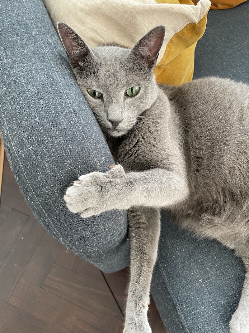 Vladi the cat on the sofa