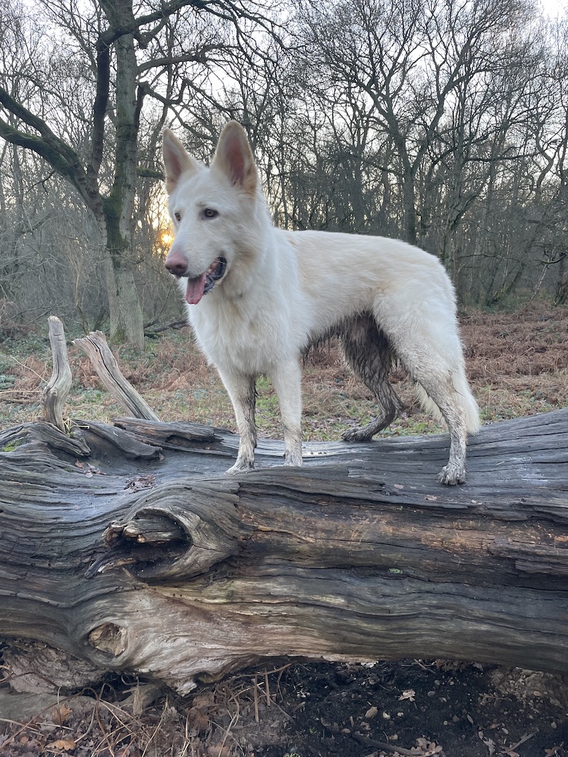 Solo the white german shepherd in Epping Forest