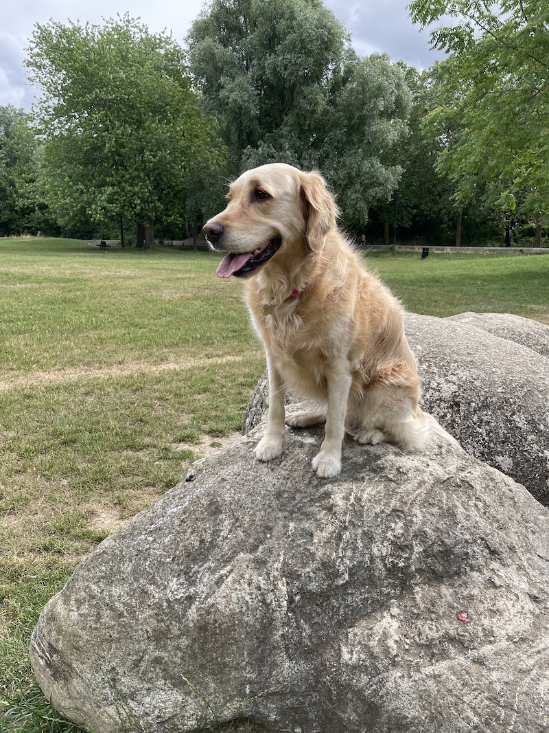 Mille the golden retiever at Russia Dock Woodlands