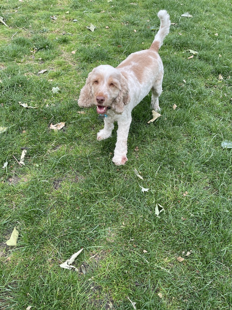 Stanley the spaniel  in Southwark Park