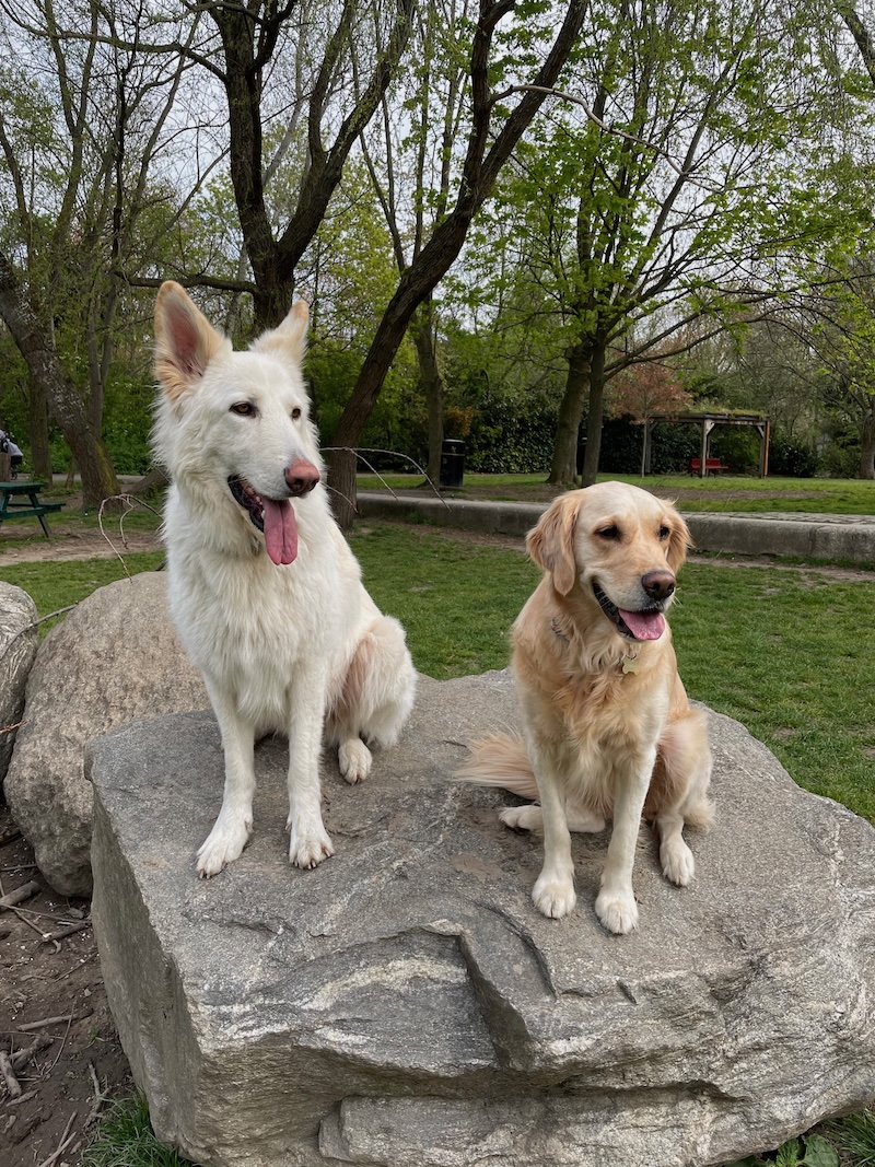 Dogs Solo and Millie in Russia Dock Woodlands